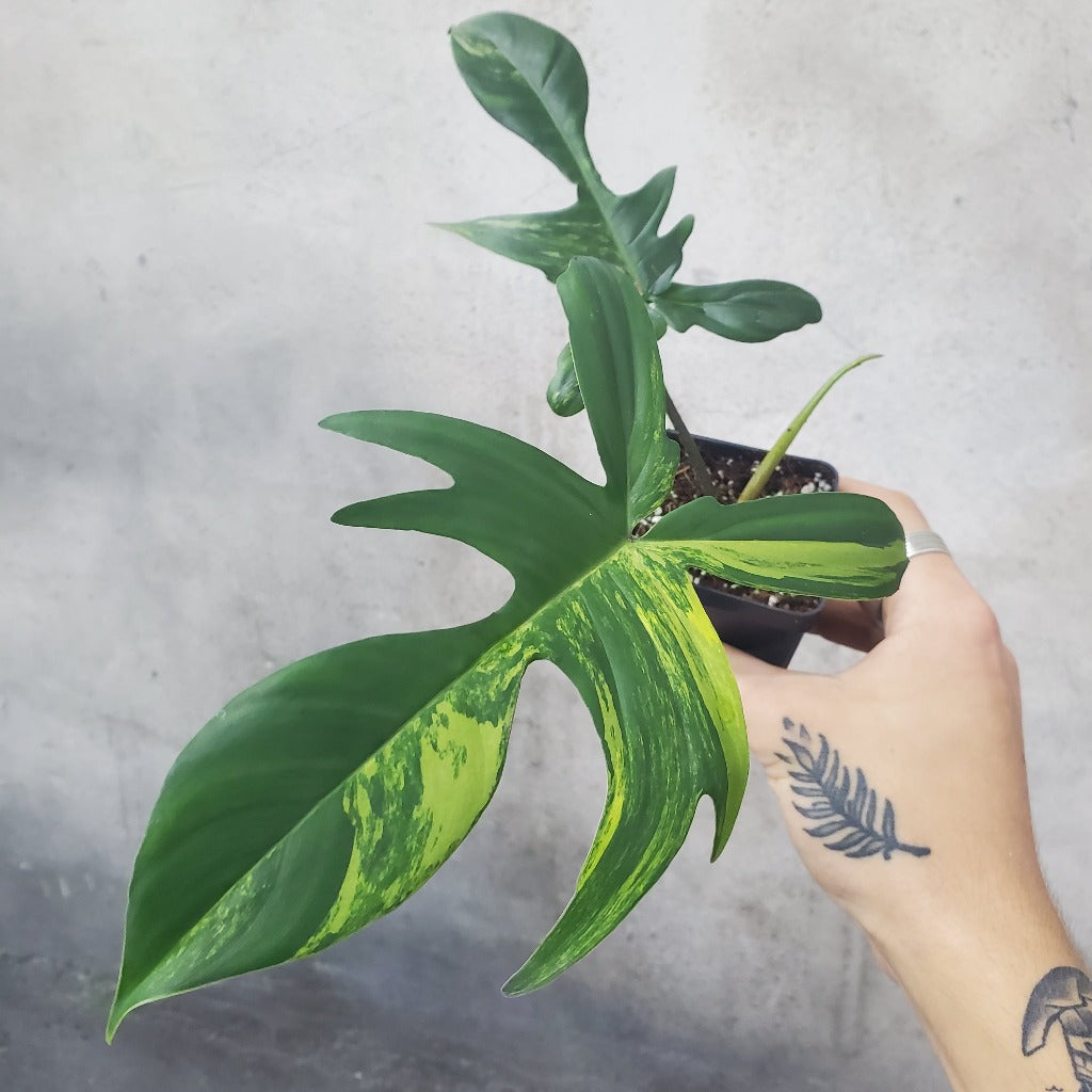 Philodendron 'Florida Beauty' - 2.5