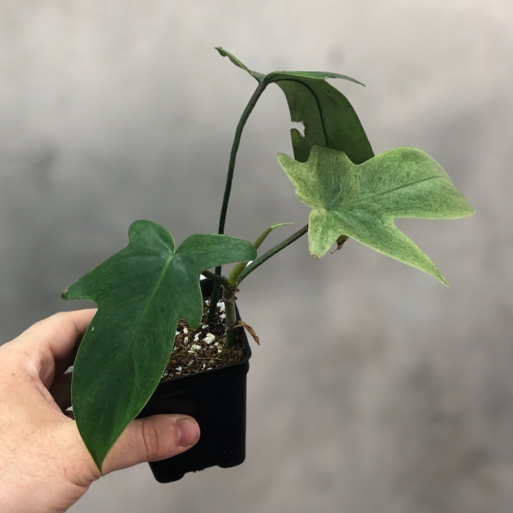 PHILODENDRON - PHILODENDRON FLORIDA GHOST - 2.5"