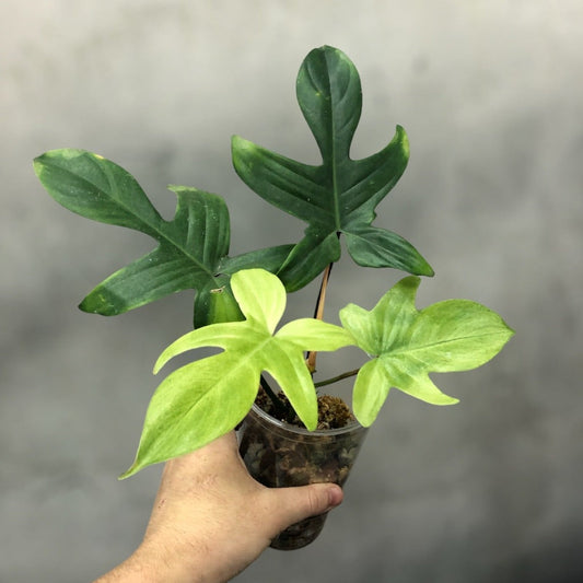PHILODENDRON - PHILODENDRON FLORIDA GHOST - 4"