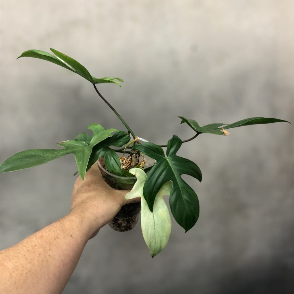PHILODENDRON - PHILODENDRON FLORIDA GHOST - 4