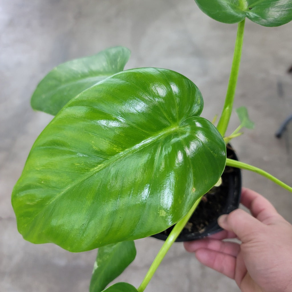 PHILODENDRON - Philodendron Giganteum Variegated - 6