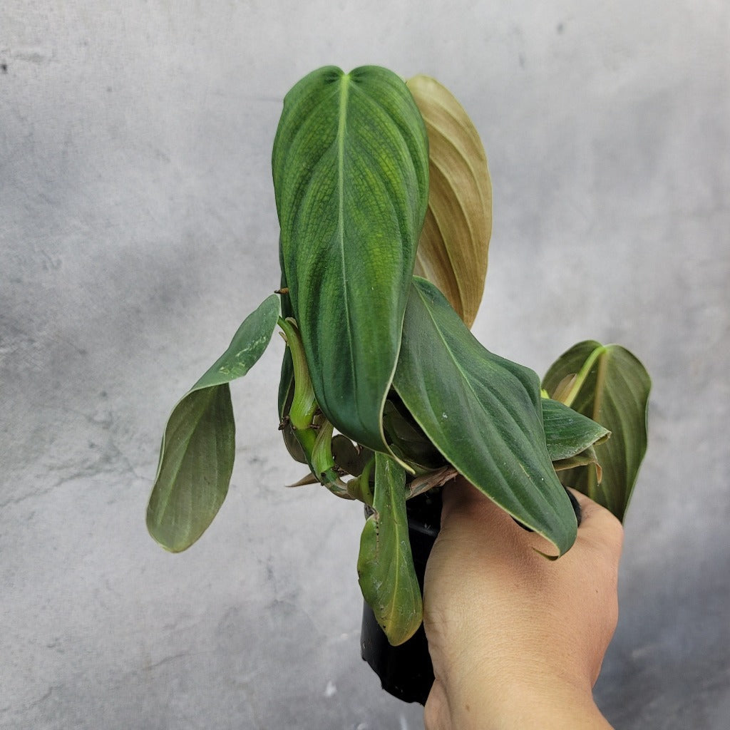 PHILODENDRON - PHILODENDRON GIGAS (PROMO)