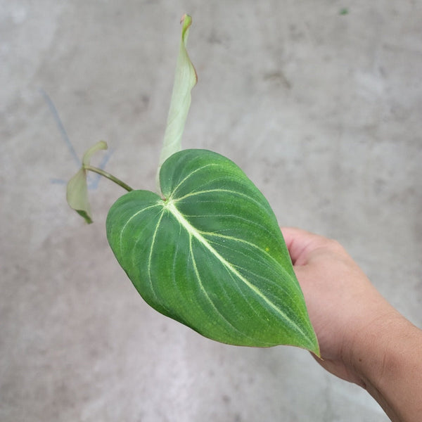 Philodendron gloriosum Dark Form - 2