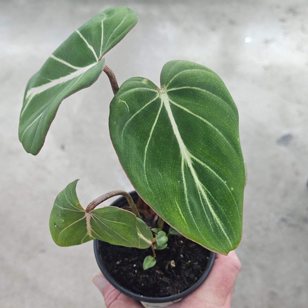 Philodendron gloriosum Dark Form - 4