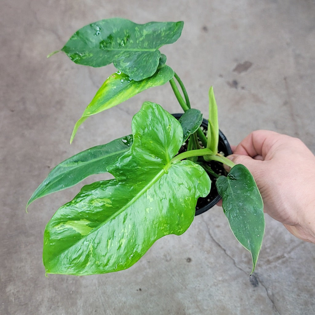 PHILODENDRON - Philodendron 'Golden Dragon' - 4"