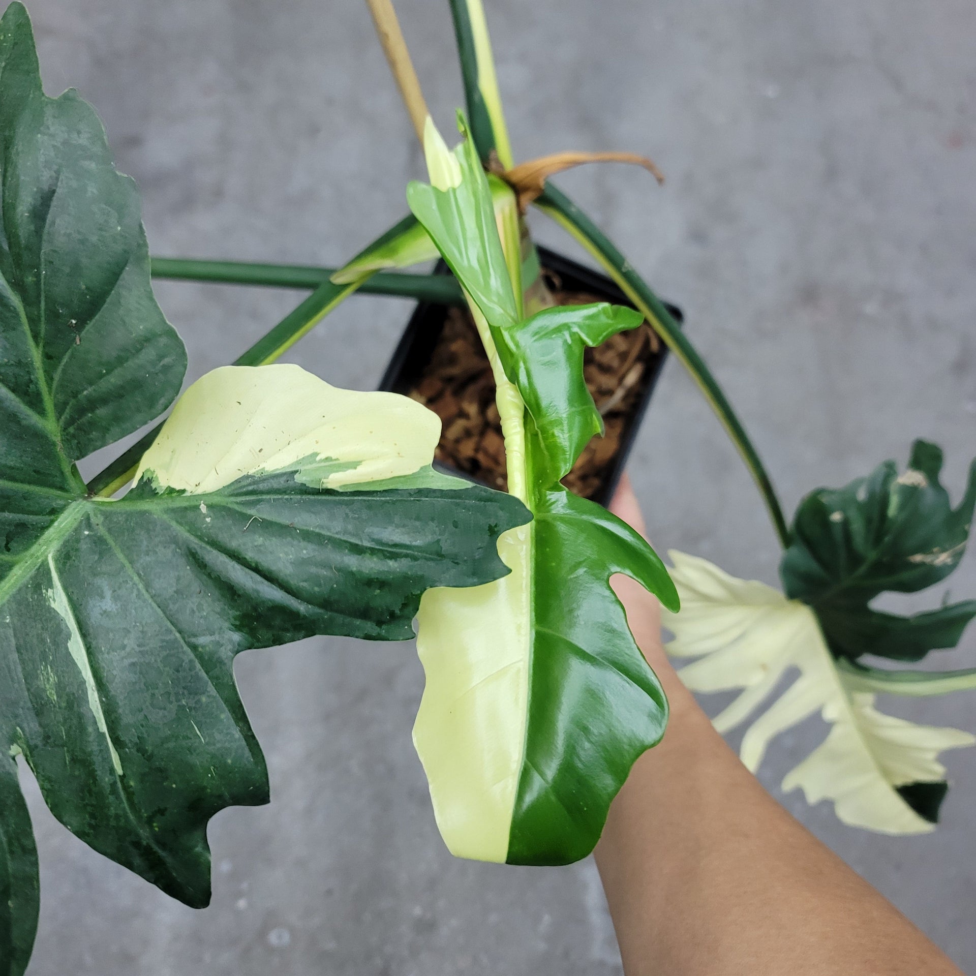 Philodendron golden dragon variegated – Peace, Love & Happiness Club