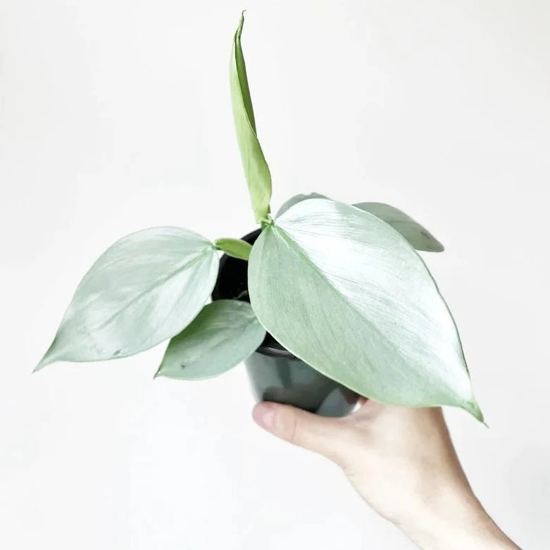 PHILODENDRON - Philodendron Hastatum - 4"