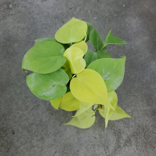 philodendron aureum maculata Philodendron hederaceum 'Aureum'