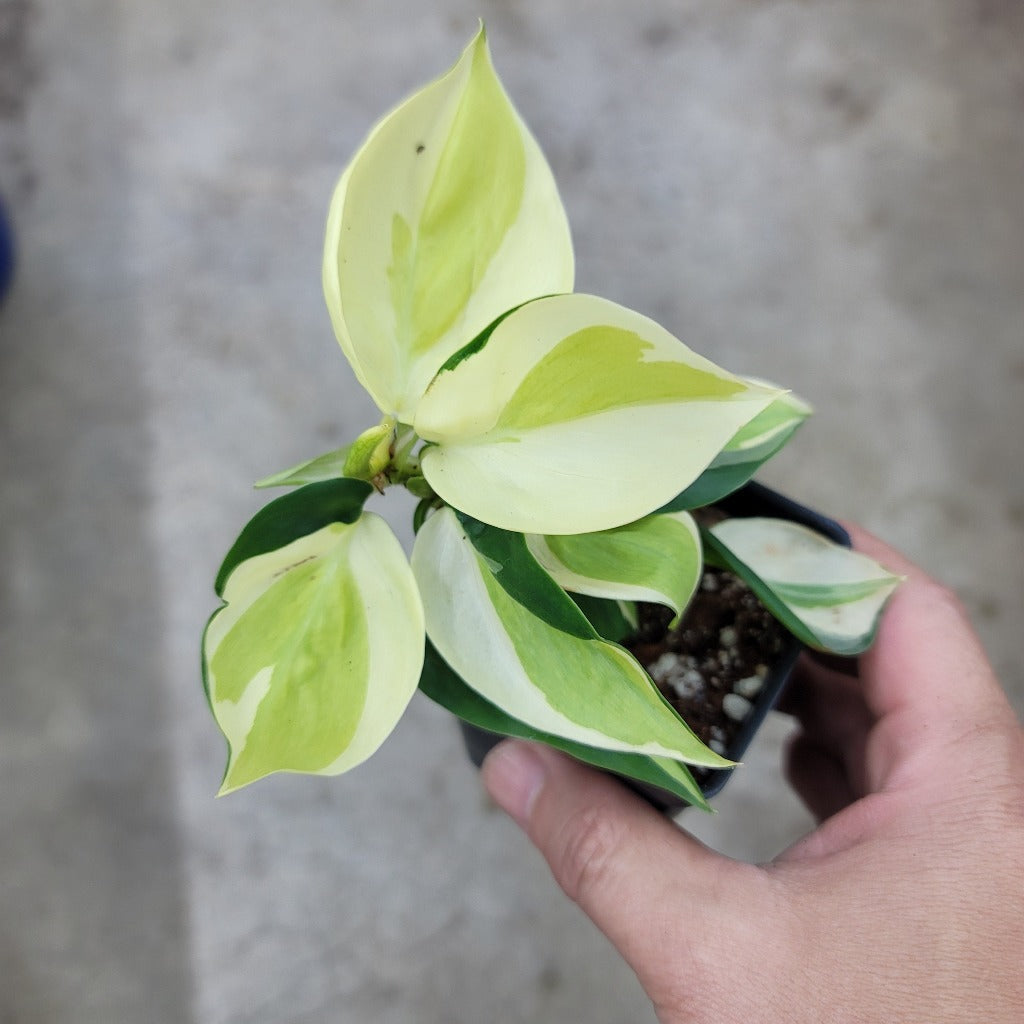 PHILODENDRON - Philodendron Hederaceum 'cream Splash' - 2