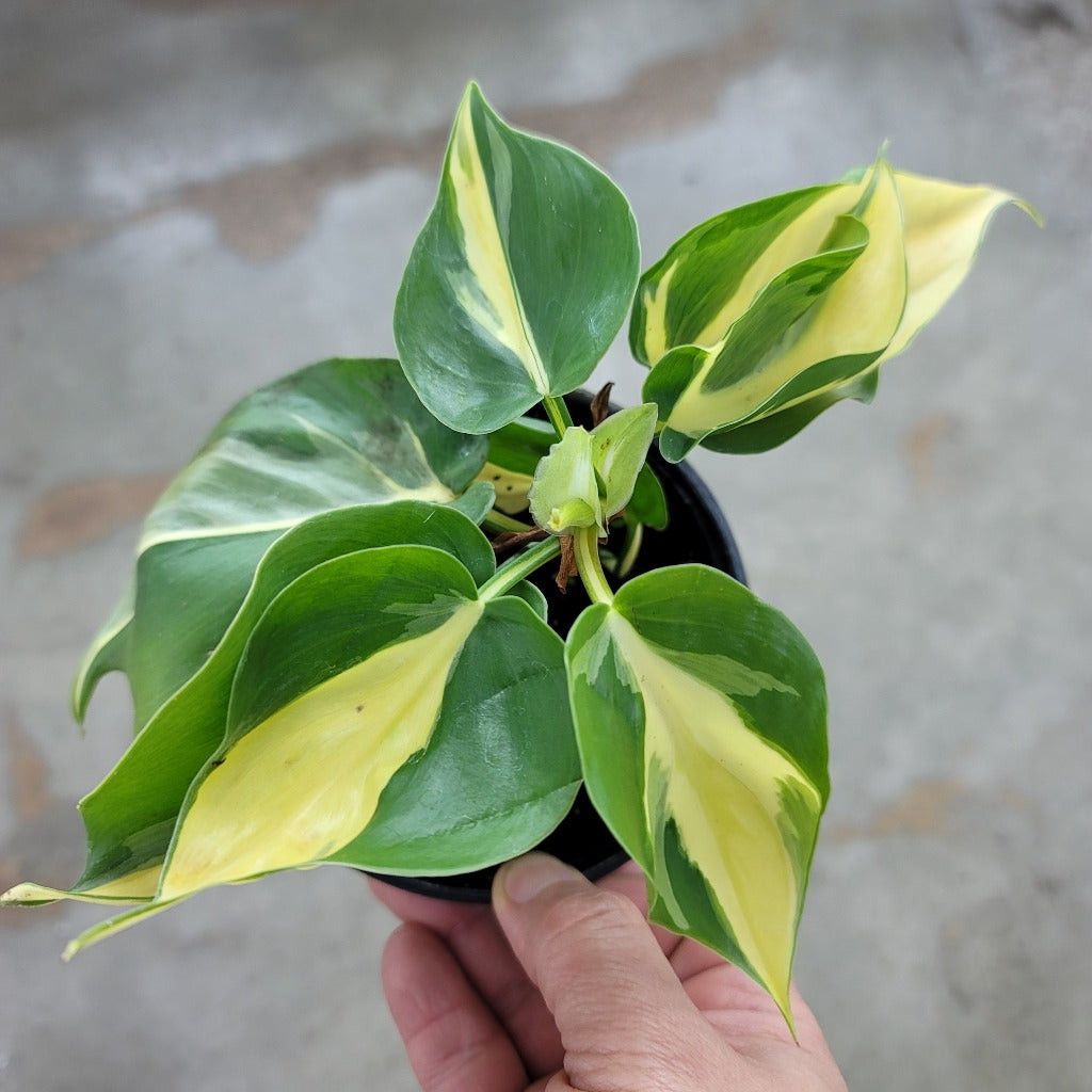 Philodendron hederaceum 'Silver Stripe' - 4