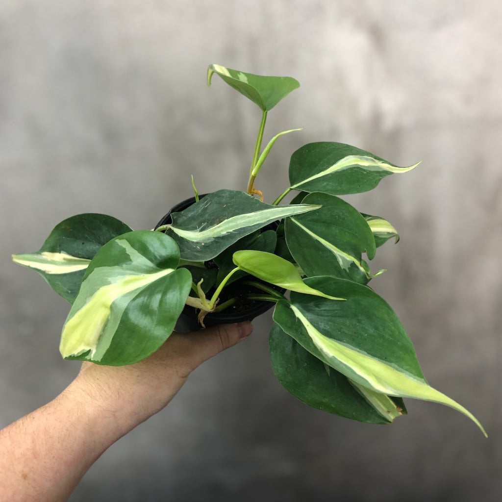 PHILODENDRON - PHILODENDRON HEDERACEUM TRICOLOR (RIO) - 4