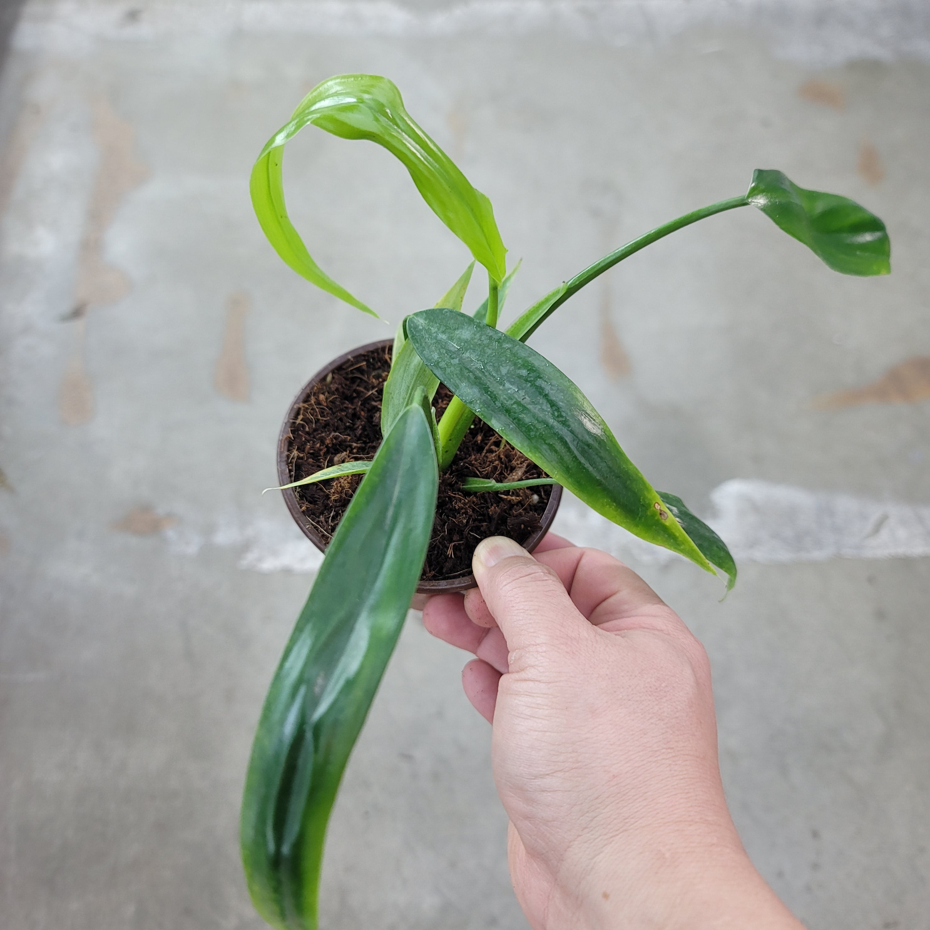 Philodendron holtonianum  4