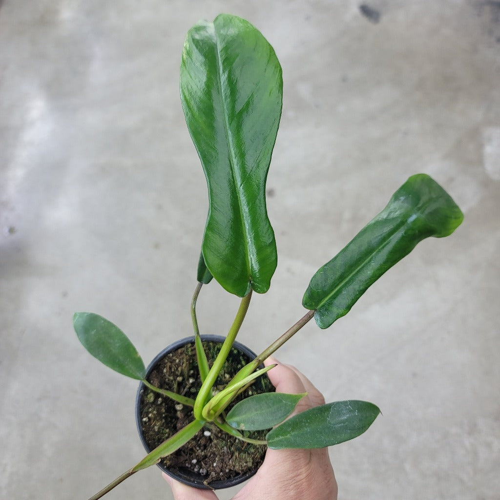 PHILODENDRON - PHILODENDRON JOEPII - 4