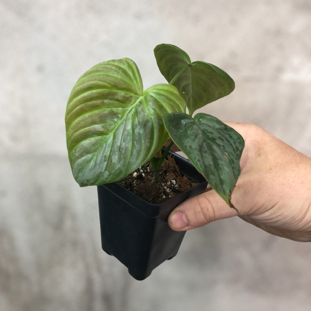 PHILODENDRON - Philodendron 'Majestic' - 2.5"