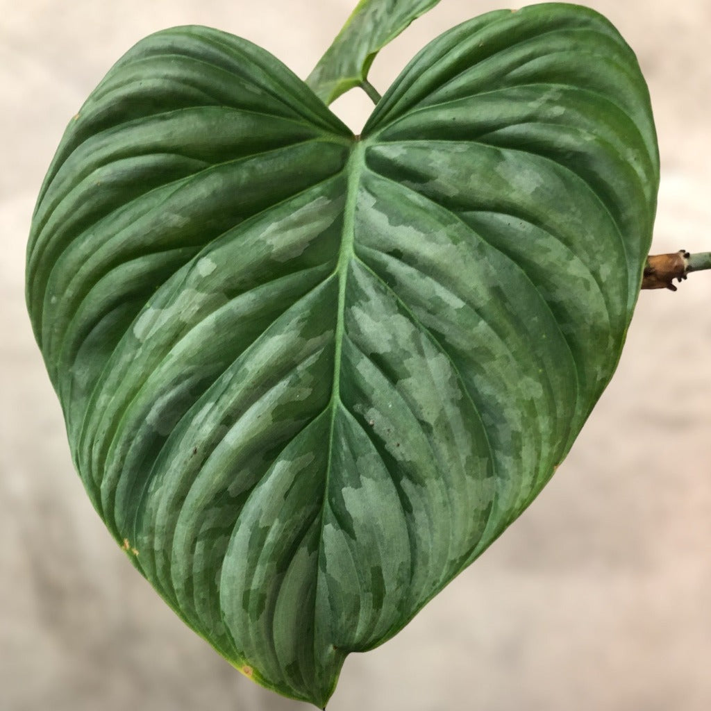 PHILODENDRON - Philodendron 'Majestic' - 2.5"
