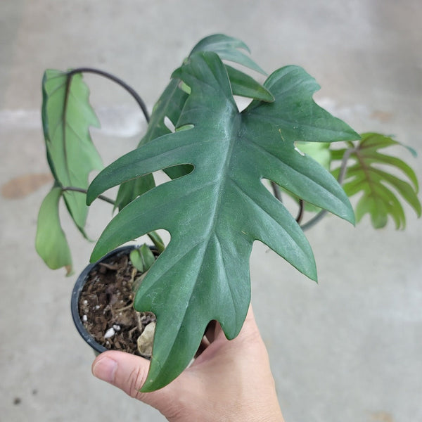 philodendron mayoi juvenile Philodendron mayoi 'Tahiti'