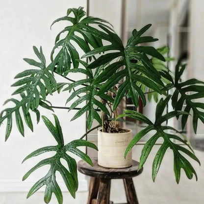philodendron cardosoi Philodendron mayoi 'Tahiti'