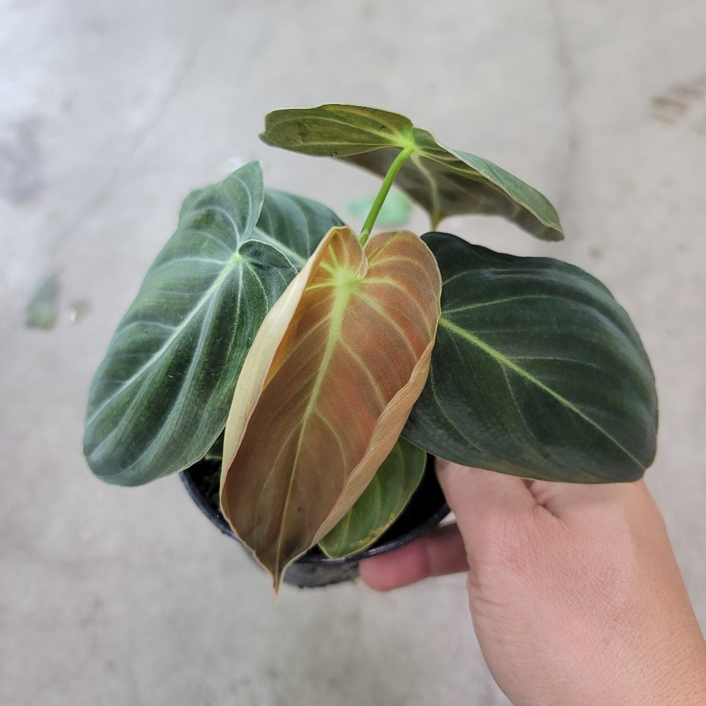 PHILODENDRON - PHILODENDRON MELANOCHRYSUM - 4