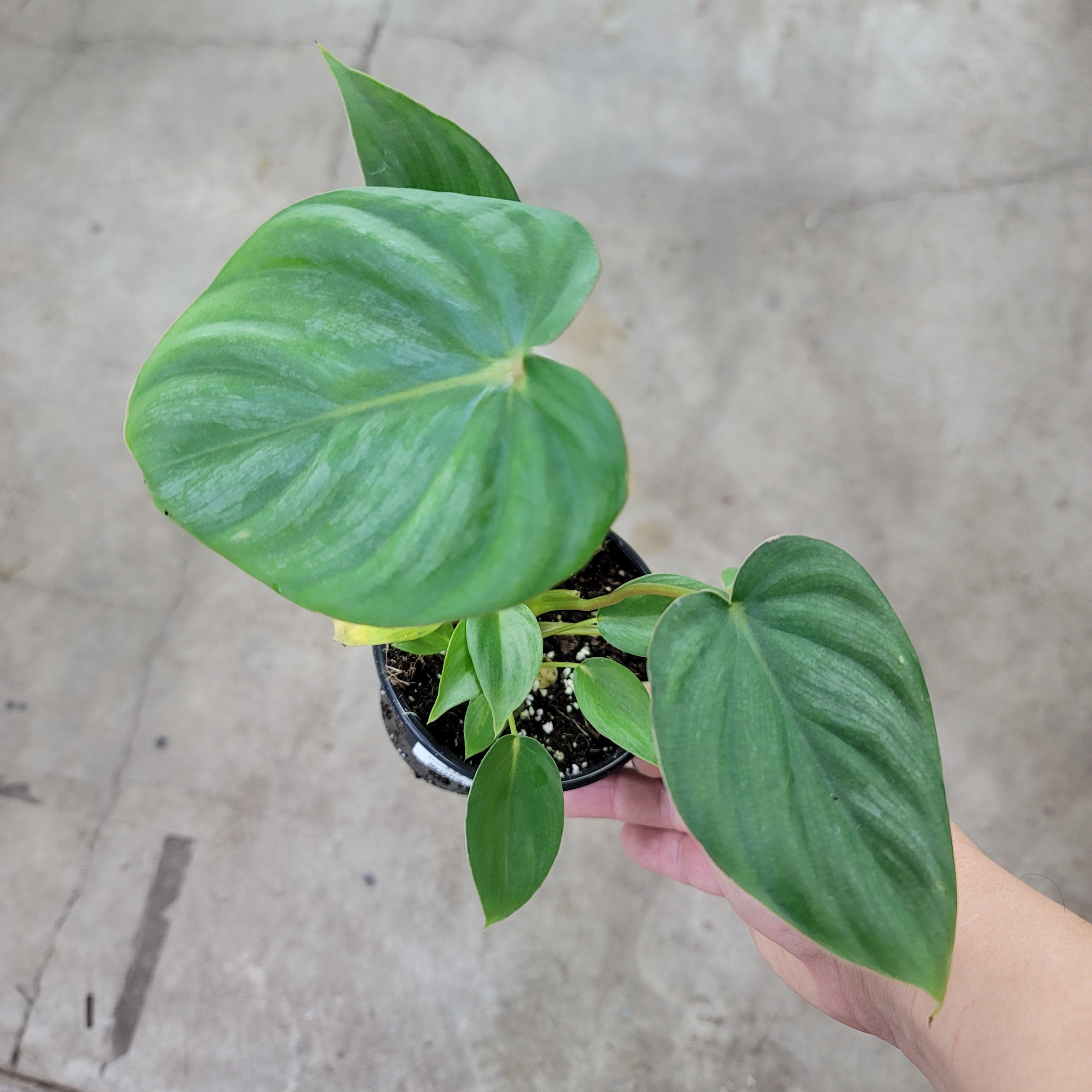 PHILODENDRON - Philodendron Pastazanum - 4