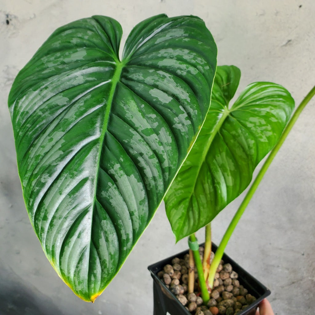 PHILODENDRON - PHILODENDRON PASTAZANUM SILVER