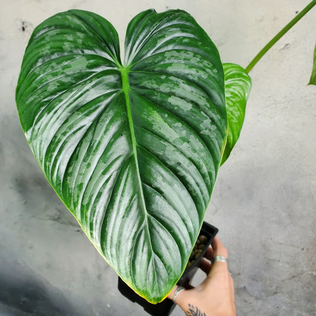 PHILODENDRON - PHILODENDRON PASTAZANUM SILVER