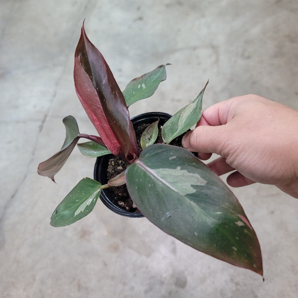 Philodendron pink princess - 4