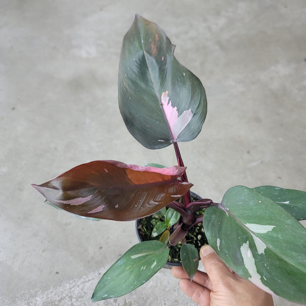 PHILODENDRON - PHILODENDRON PINK PRINCESS - HIGH COLOR
