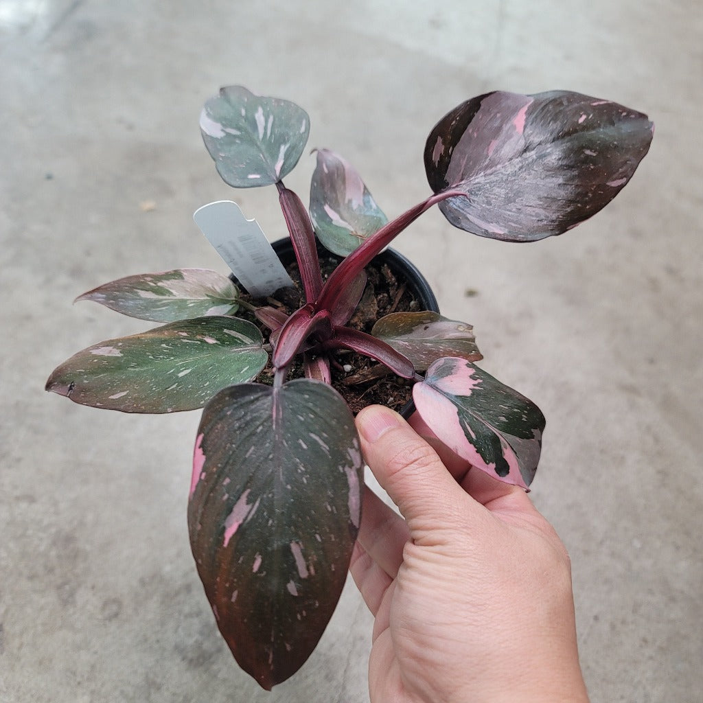 PHILODENDRON - Philodendron 'Pink Princess Marble' - 4"