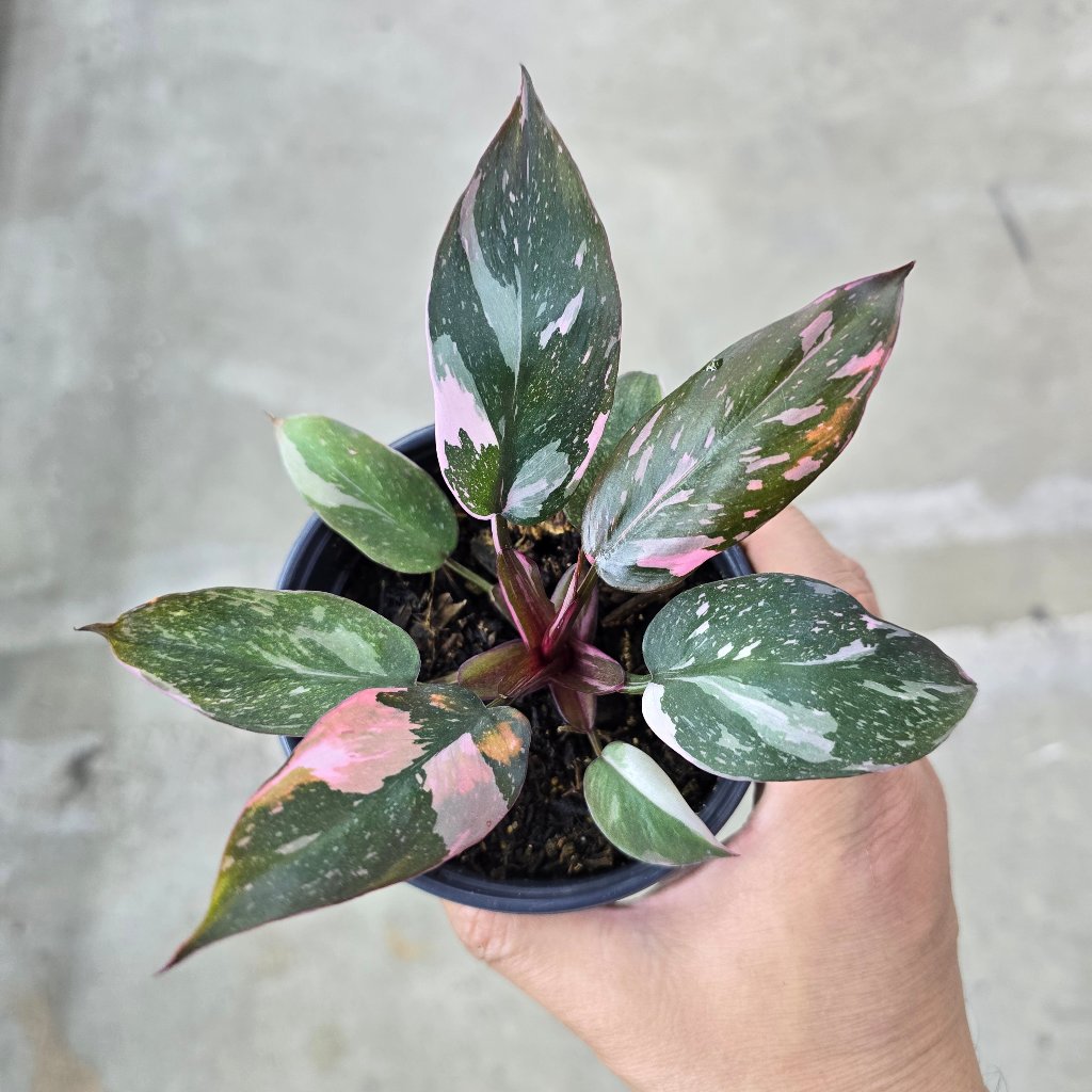 PHILODENDRON - Philodendron 'Pink Princess Marble' - 4"