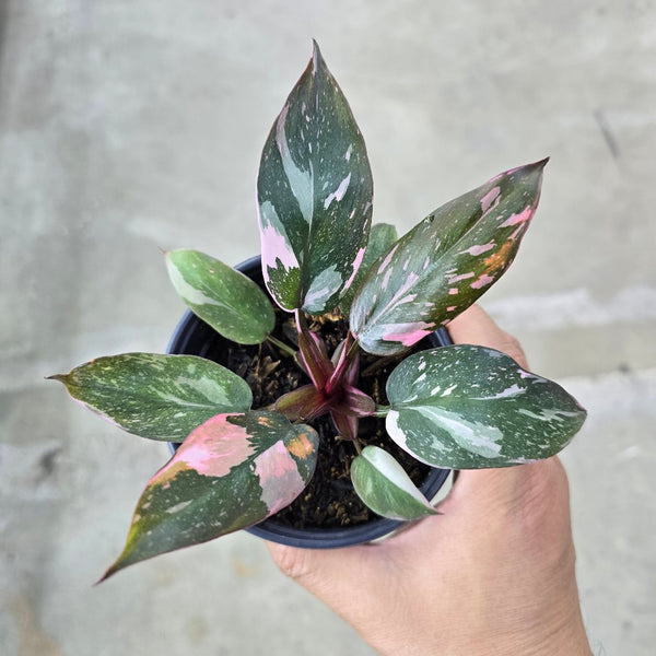 Philodendron Marble Galaxy Pink Princess Rare Live House Plant - In 3" Pot