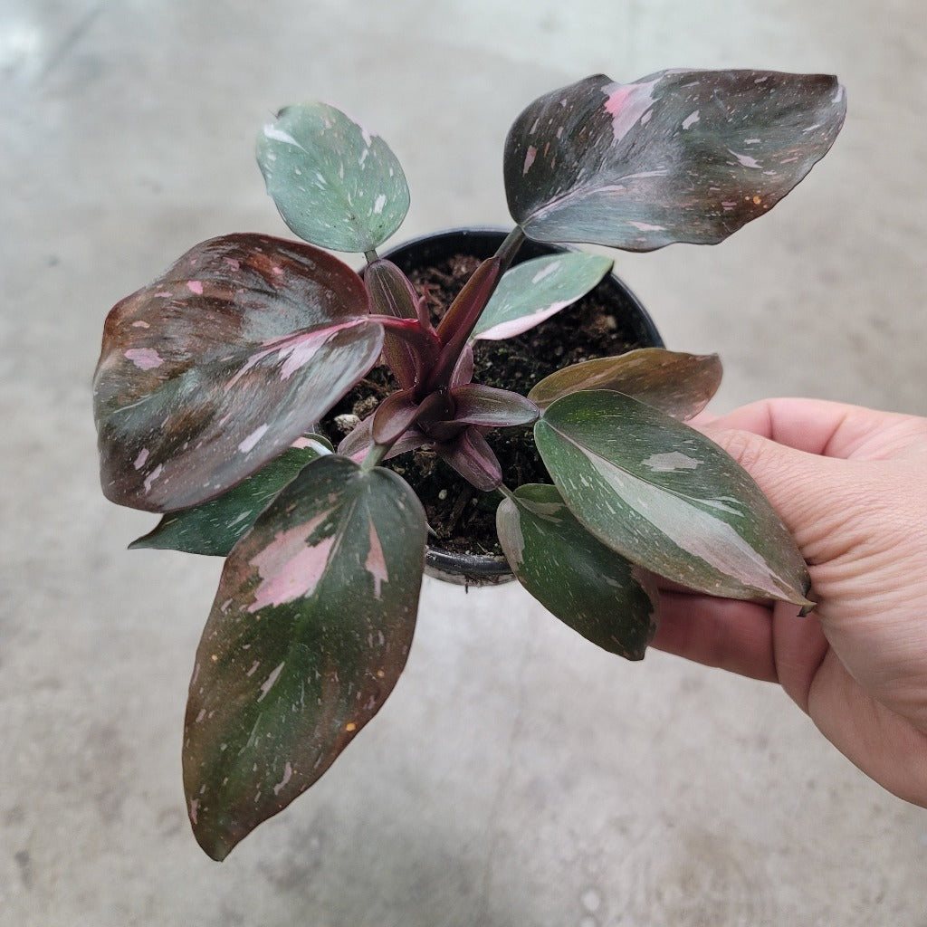 PHILODENDRON - Philodendron 'Pink Princess Marble' - 4"