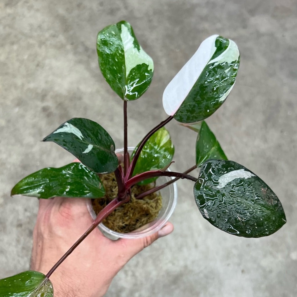 Philodendron Rd Anderson Philodendron Red