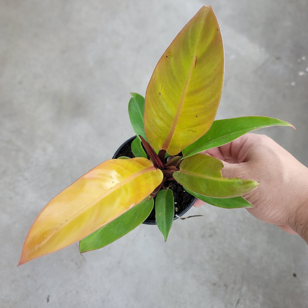 PHILODENDRON - Philodendron 'Red King' - 4