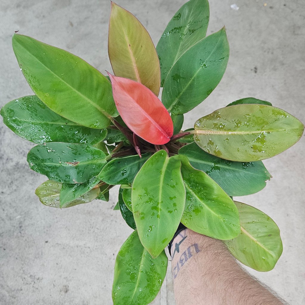 Philodendron red sun - 4