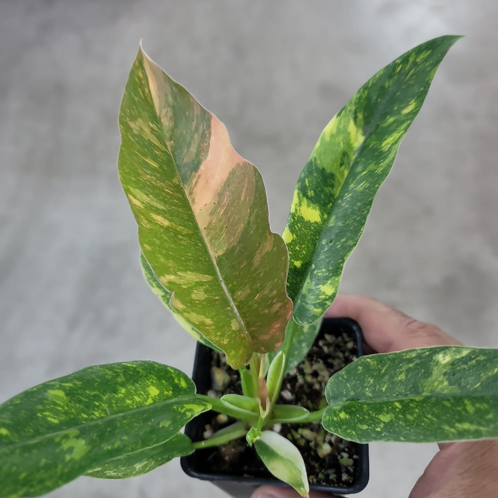 PHILODENDRON - PHILODENDRON RING OF FIRE VARIEGATED - 2"