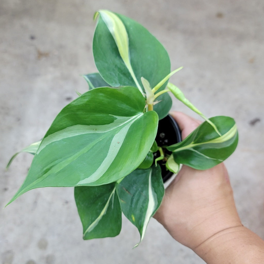 PHILODENDRON - Philodendron 'Rio' - 4"