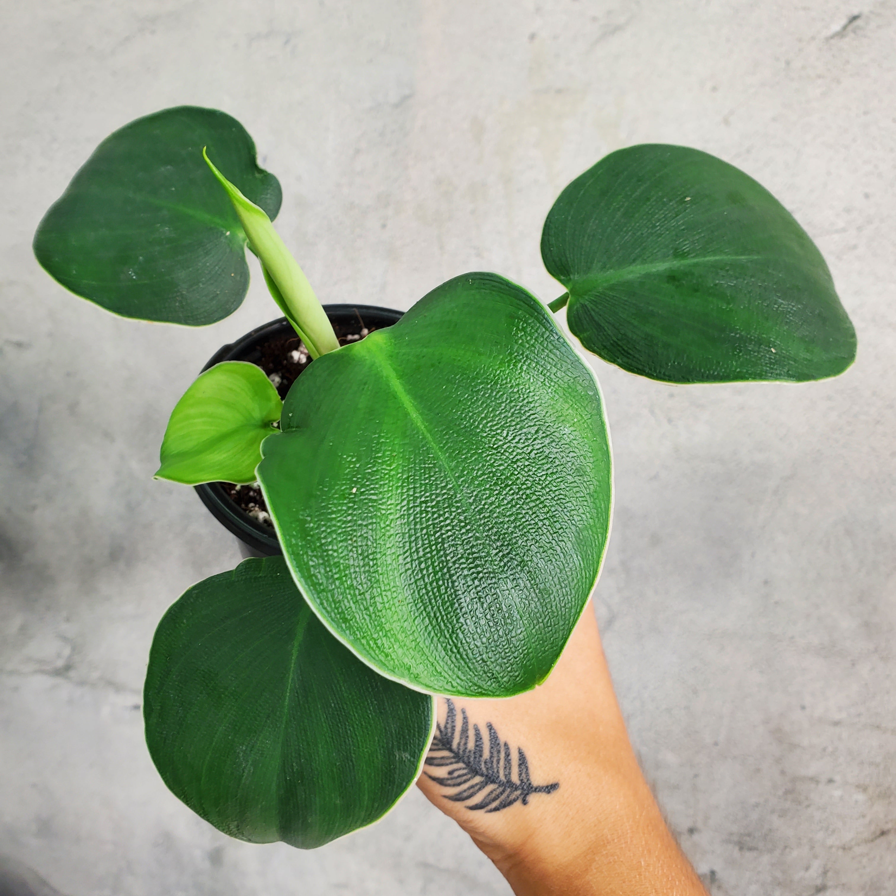 PHILODENDRON - PHILODENDRON RUGOSUM