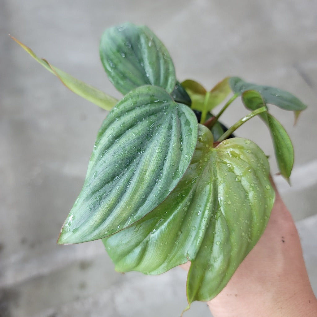 PHILODENDRON - Philodendron Sp. Columbia - 4"