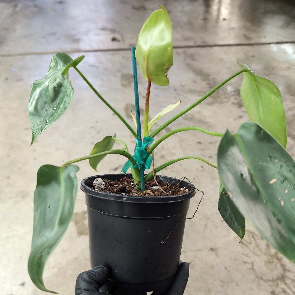 Philodendron spiritus sancti - 6