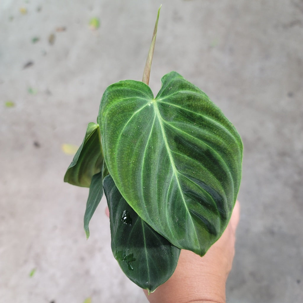 PHILODENDRON - PHILODENDRON SPLENDID - 4"