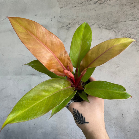 PHILODENDRON - PHILODENDRON TANGERINE - 4"