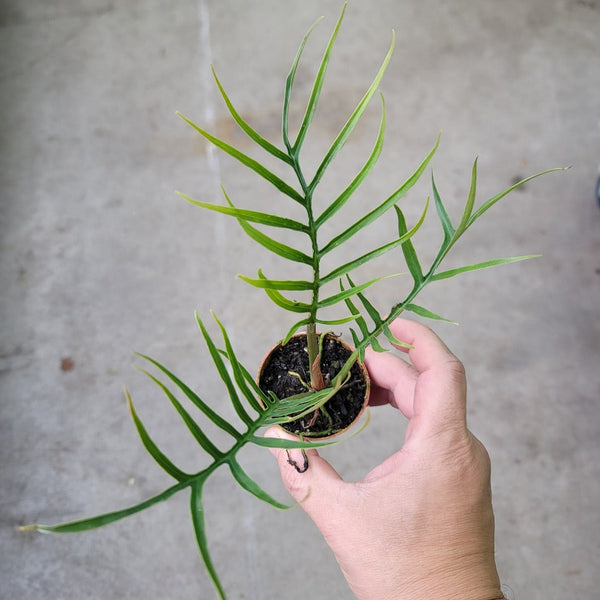 philodendron polypodioides vs tortum Philodendron tortum
