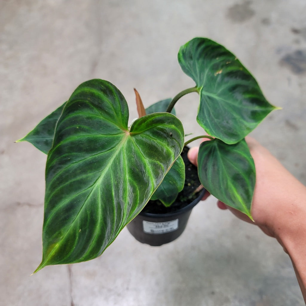 PHILODENDRON - PHILODENDRON VERRUCOSUM - 4"
