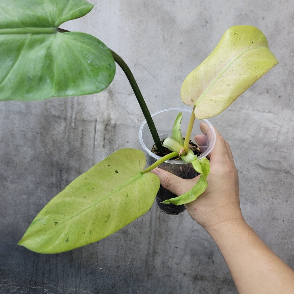 PHILODENDRON - Philodendron Whipple Way