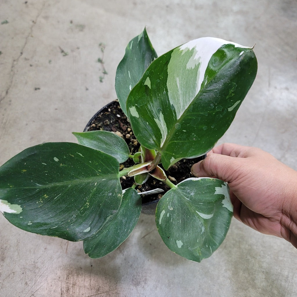 PHILODENDRON - PHILODENDRON WHITE KNIGHT - 6