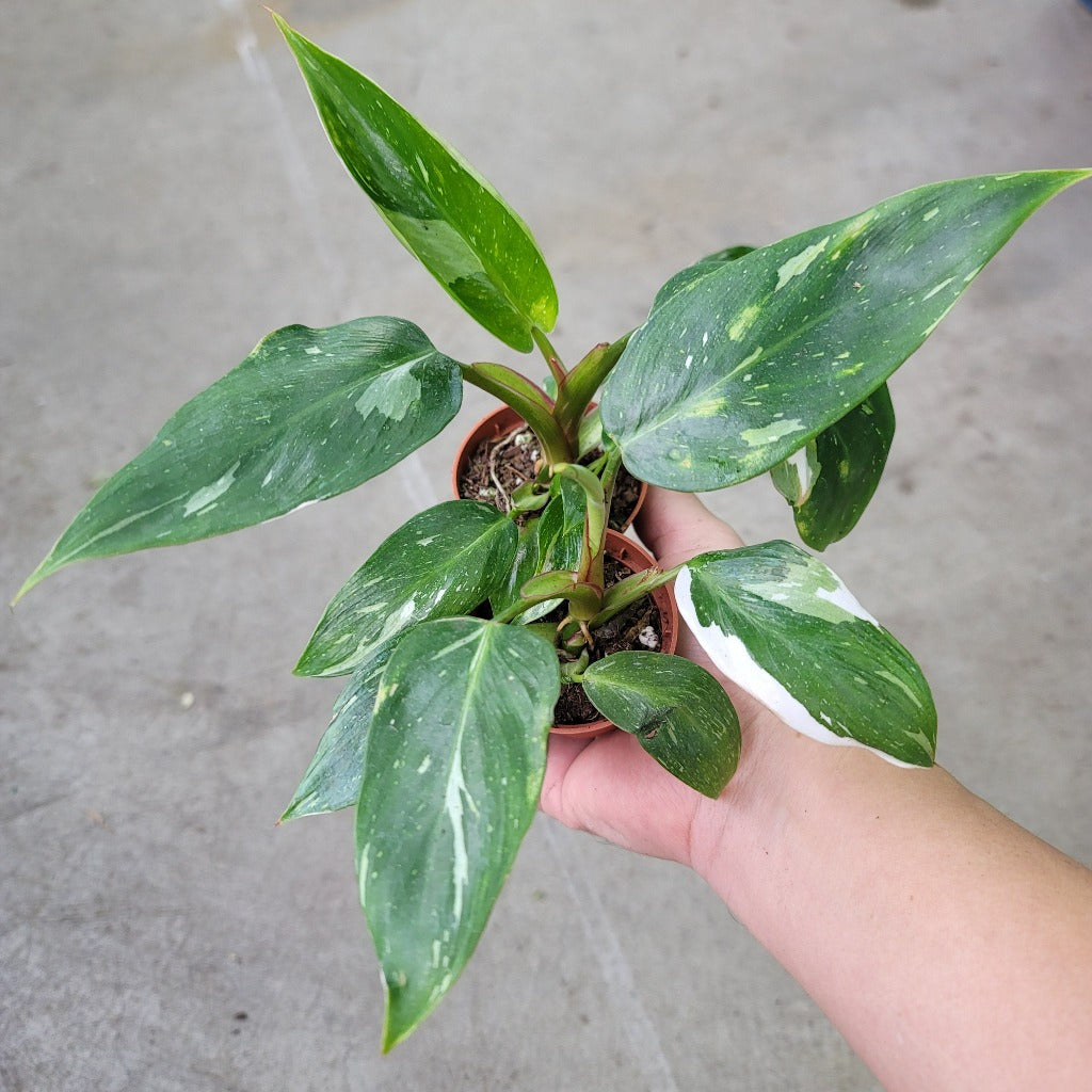 Philodendron 'White Princess' - 2