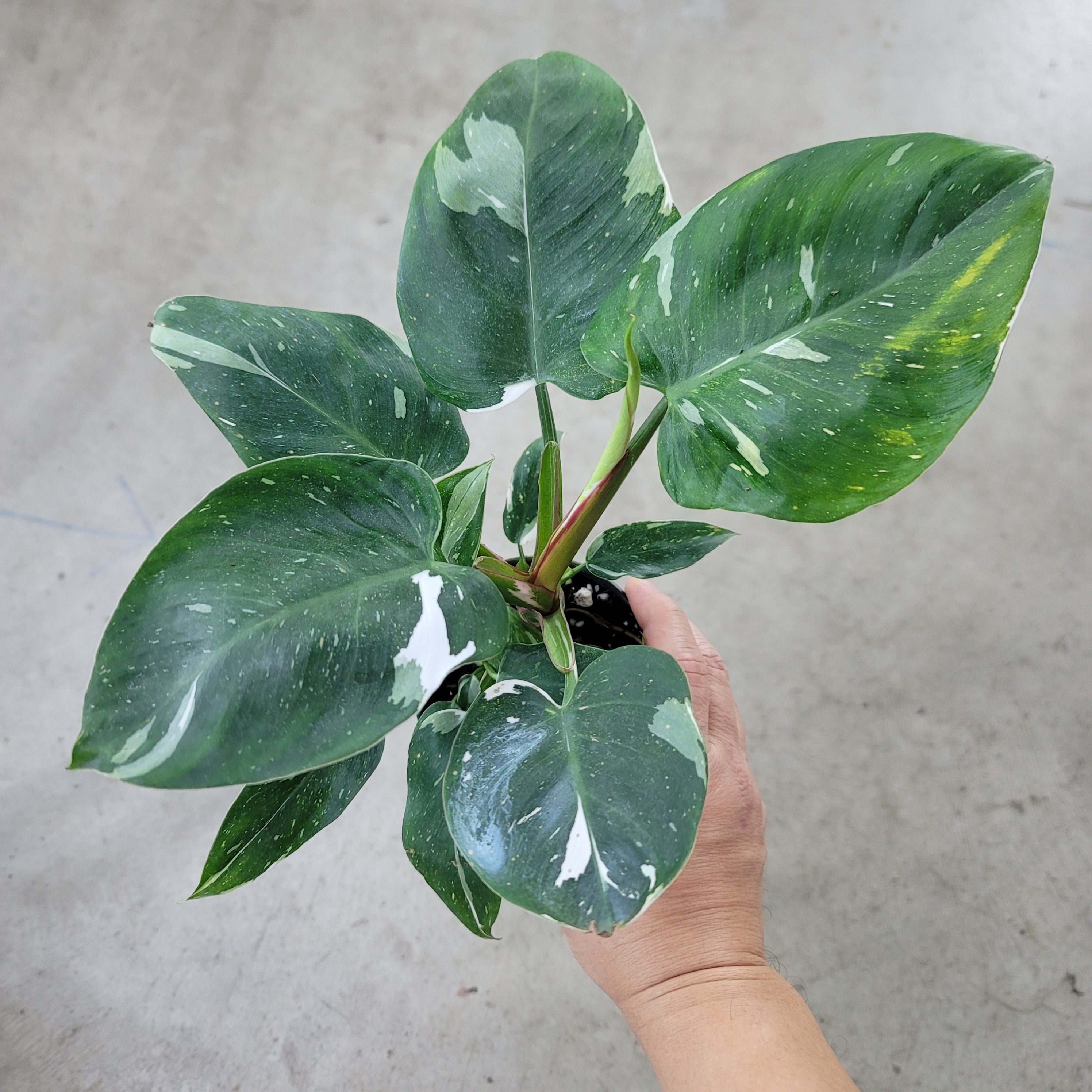PHILODENDRON - Philodendron 'White Princess' - 4"