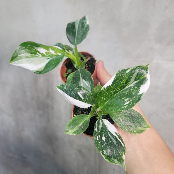 Philodendron white wizard – Peace, Love & Happiness Club