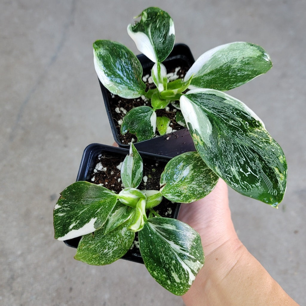 PHILODENDRON - PHILODENDRON WHITE WIZARD - 2"