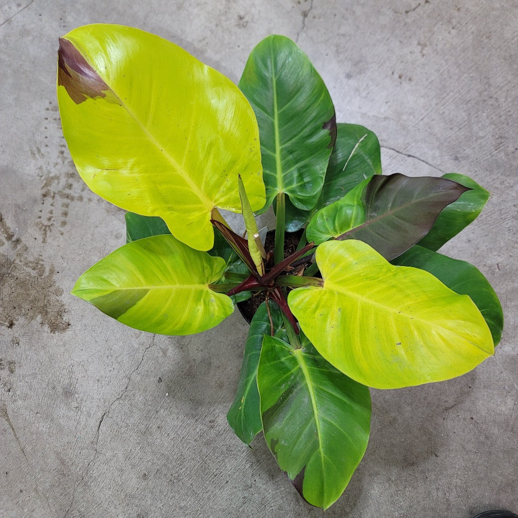 PHILODENDRON - Philodendron 'Yellow  Flame' - 6